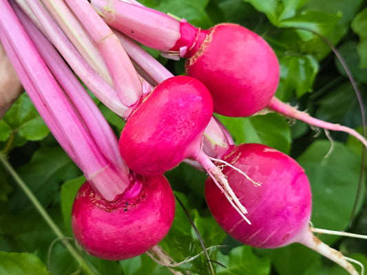Red Round Turnip Seeds