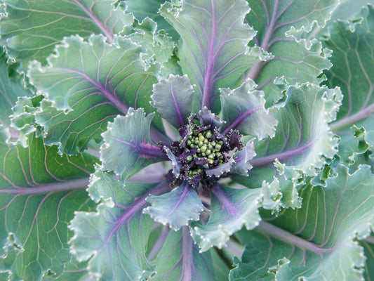 Red Russian Kale Seeds