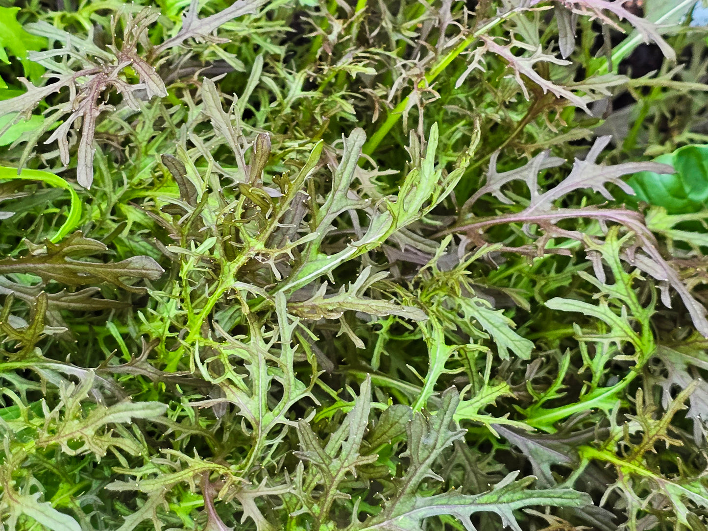 Red Streaks Mizuna Leafy Green Seeds