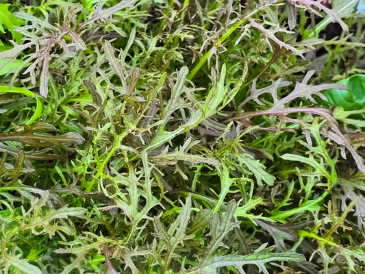 Red Streaks Mizuna Leafy Green Seeds