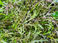 Red Streaks Mizuna Leafy Green Seeds