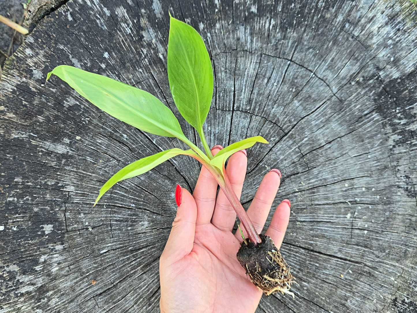 Red Trunk Popoulu Banana LIVE Plant