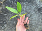 Red Trunk Popoulu Banana LIVE Plant