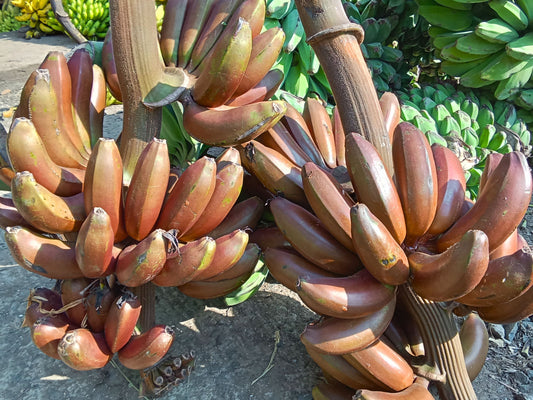 Red Cuban aka Red Dacca Banana LIVE Plant