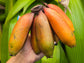 Red Cuban aka Red Dacca Banana LIVE Plant