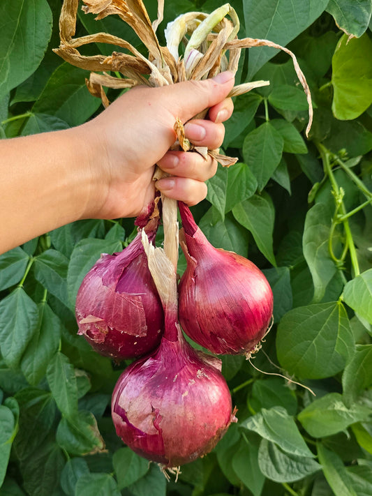 Red Grano Short Day Onion Seeds
