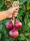 Red Grano Short Day Onion Seeds