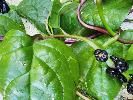 Red Malabar Spinach Seeds