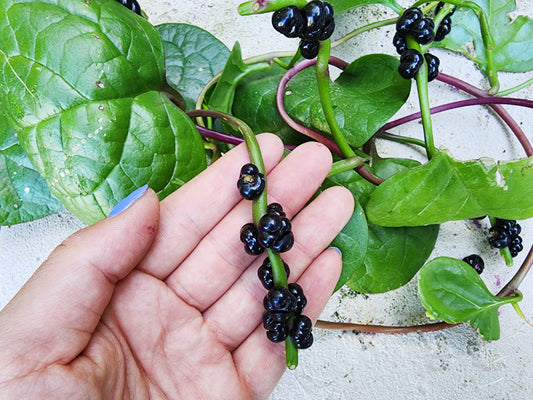 Red Malabar Spinach Seeds