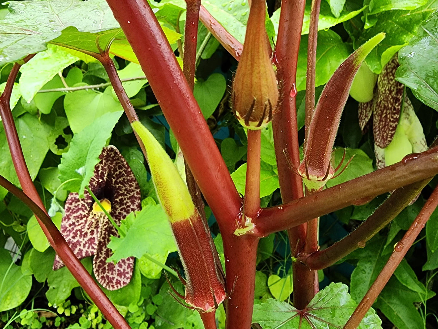 Red Burgundy Okra Seeds