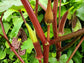 Red Burgundy Okra Seeds