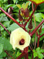 Red Burgundy Okra Seeds