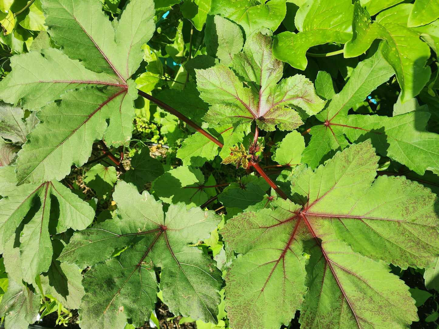 Red Burgundy Okra Seeds