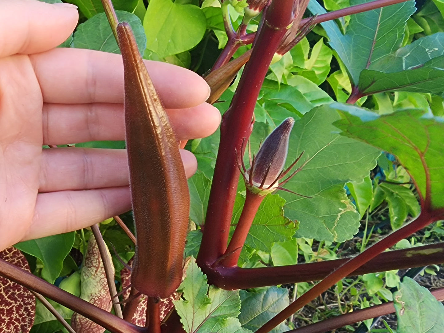 Red Burgundy Okra Seeds