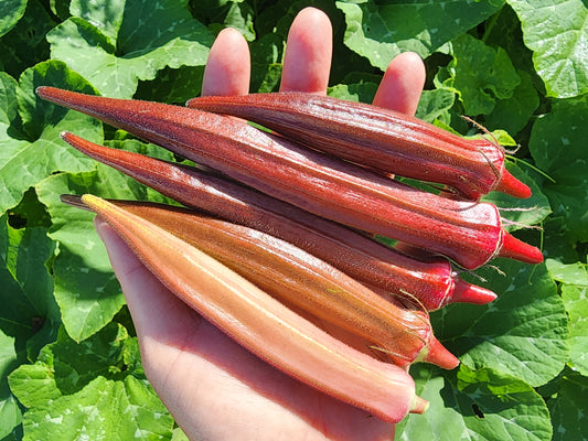 Red Burgundy Okra Seeds