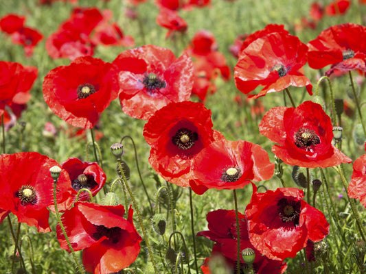 Red Poppy Flower Seeds
