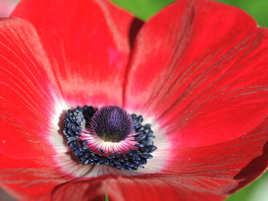 Red Poppy Flower Seeds