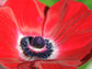 Red Poppy Flower Seeds