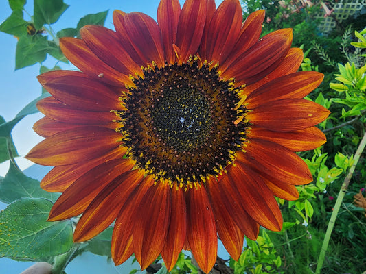 Red Sun Sunflower Seeds