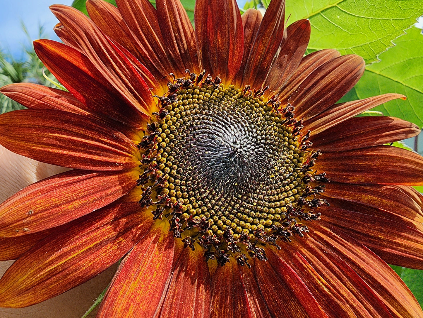 planting red sunflower seeds Red Sun Sunflower – Deep Red Blooms, Pollinator Favorite – Jerra's Garden