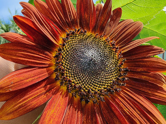 Red Sun Sunflower Seeds