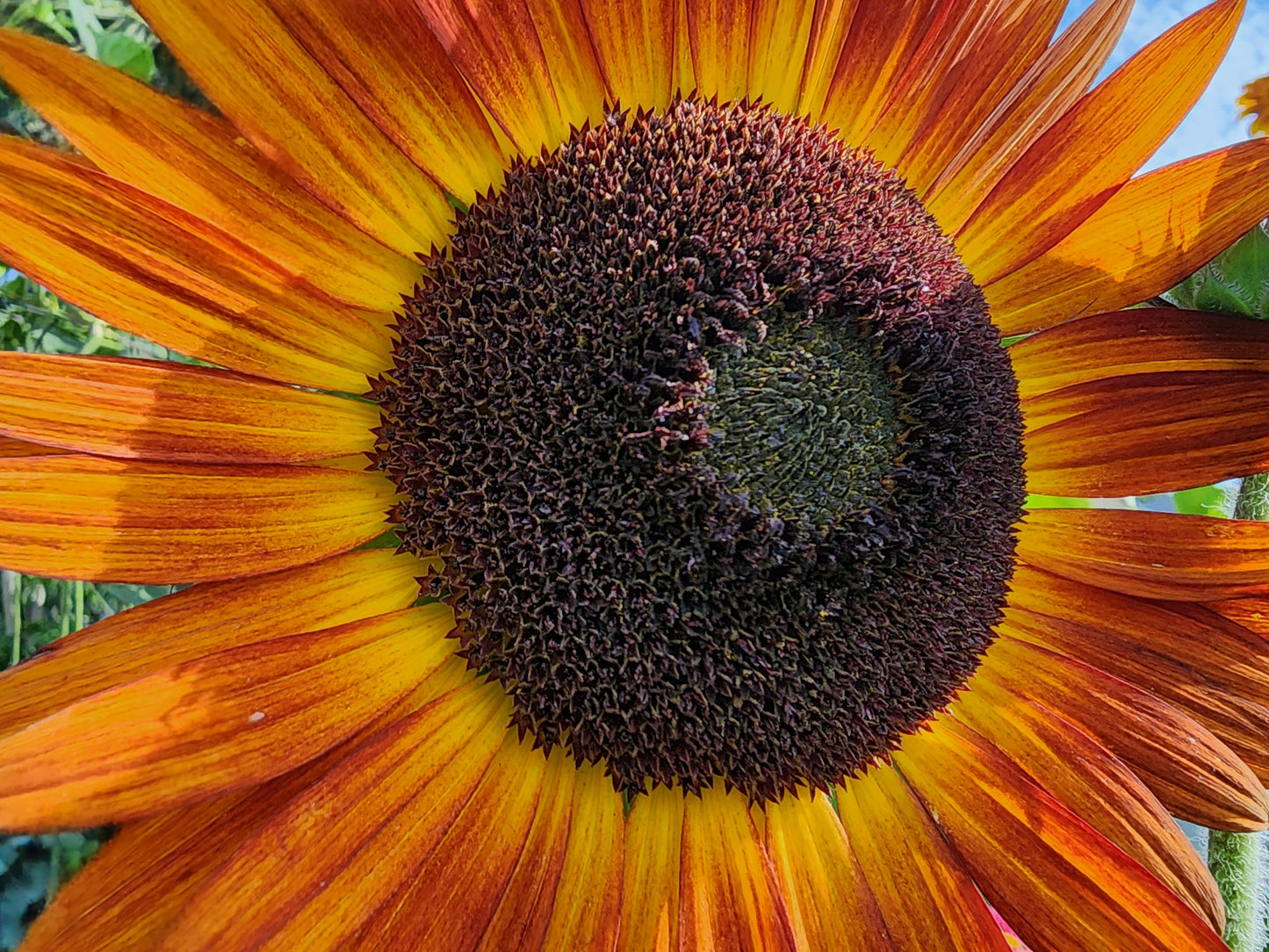 Red Sun Sunflower Seeds