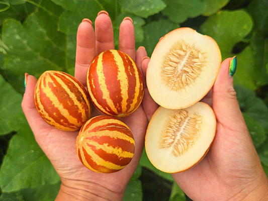 Rich Sweetness Mini Melon Seeds