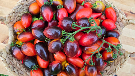 Midnight Roma Black Heirloom Tomato Seed