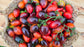 Midnight Roma Black Heirloom Tomato Seed