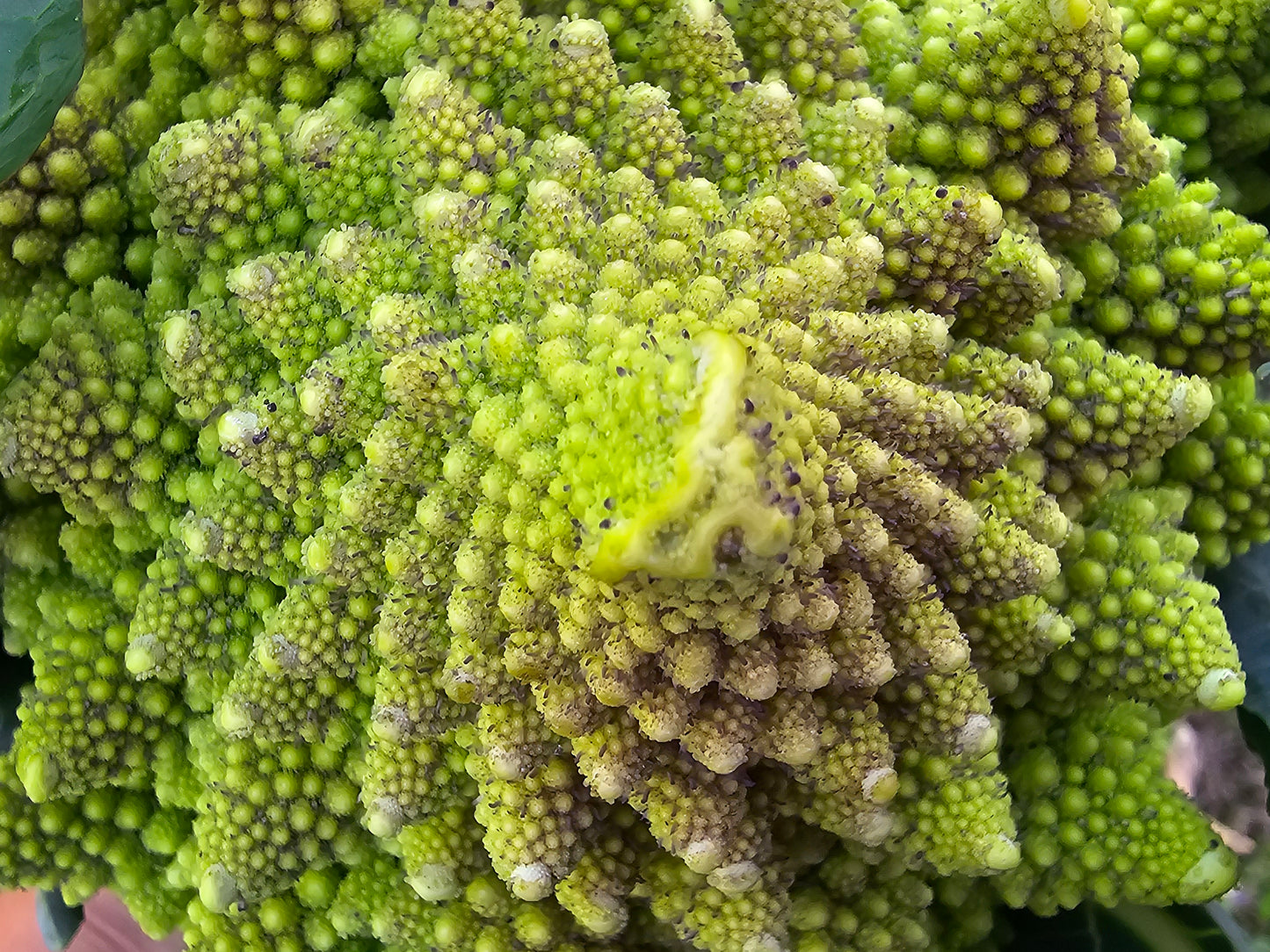 Romanesco Broccoli Seeds
