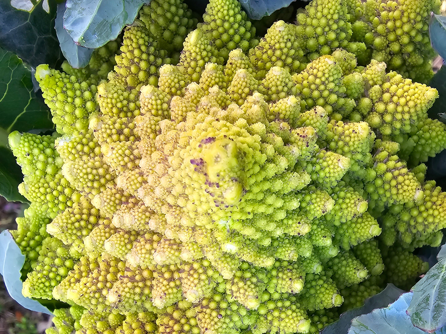Romanesco Broccoli Seeds