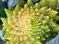 Romanesco Broccoli Seeds