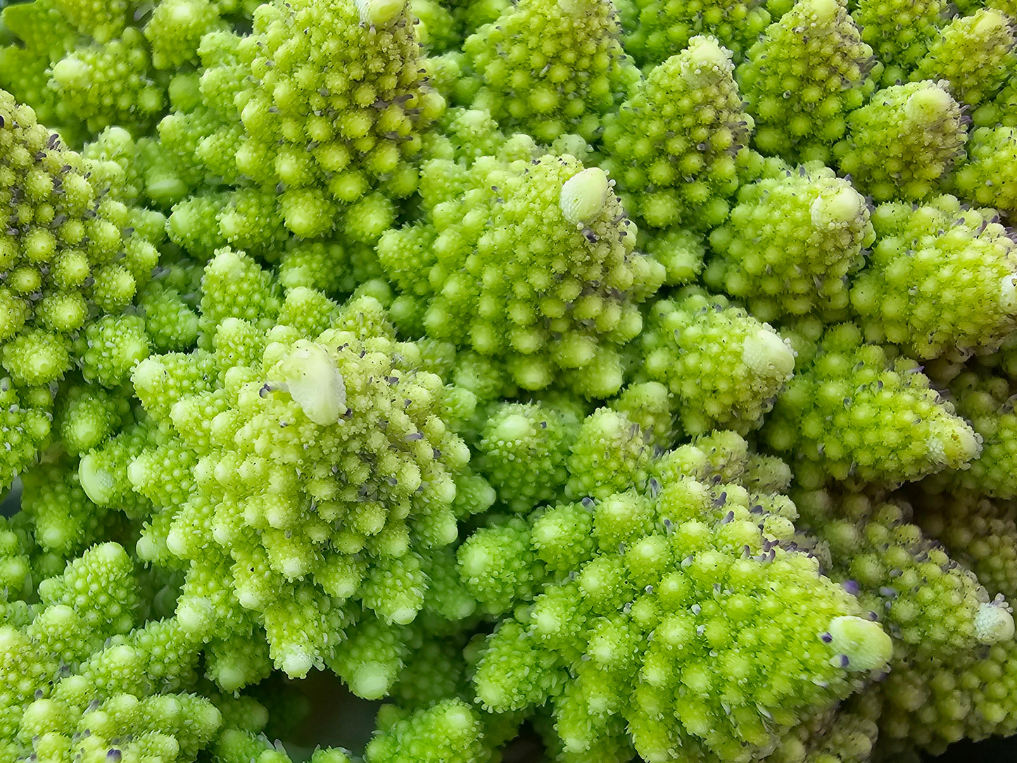 Romanesco Broccoli Seeds