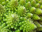 Romanesco Broccoli Seeds