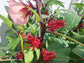 LIVE Plant - Roselle aka Florida Cranberry