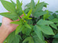 Roselle aka Florida Cranberry Seeds