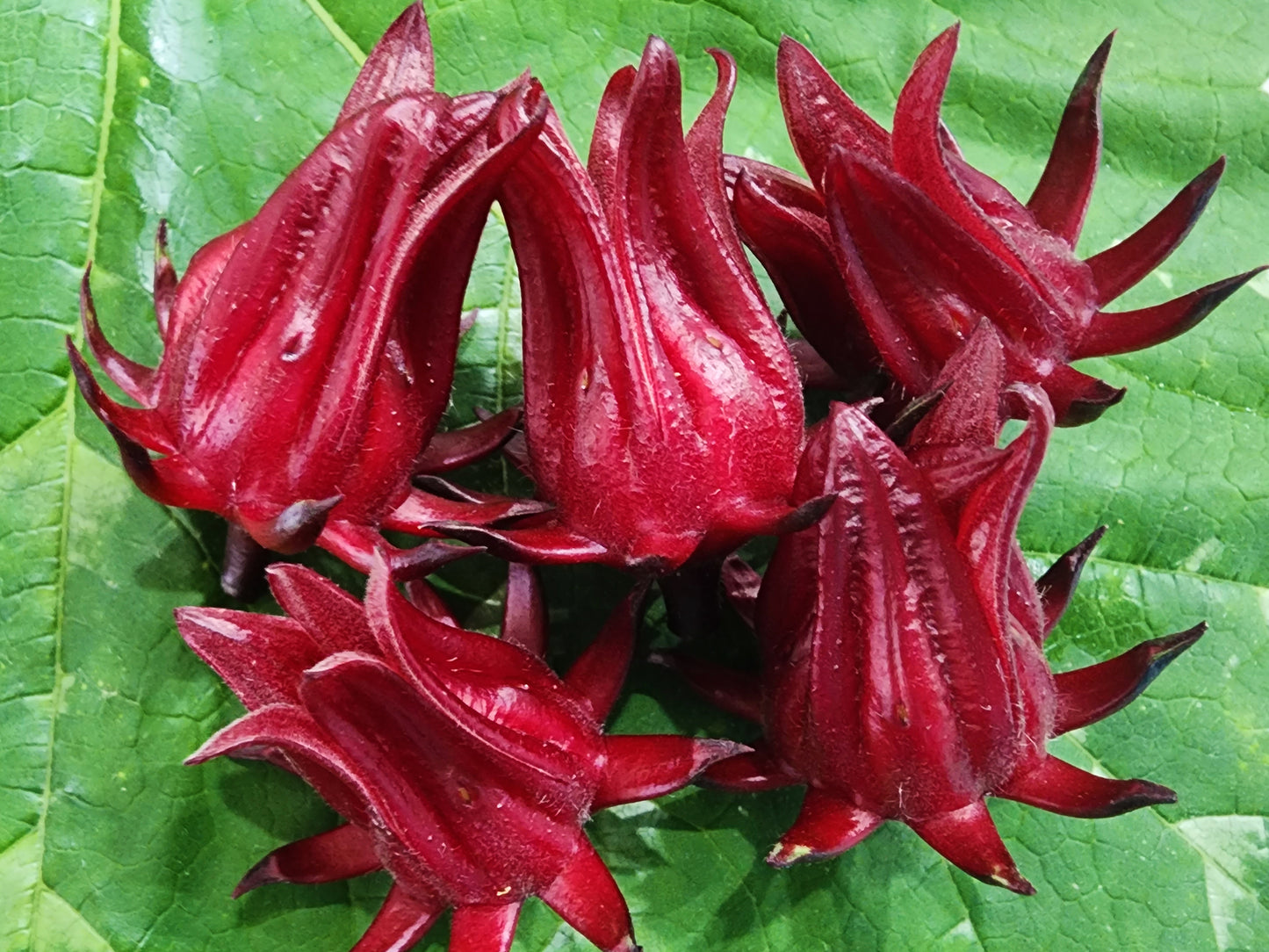 LIVE Plant - Roselle aka Florida Cranberry