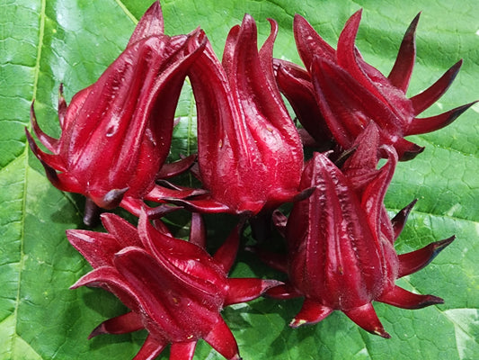LIVE Plant - Roselle aka Florida Cranberry