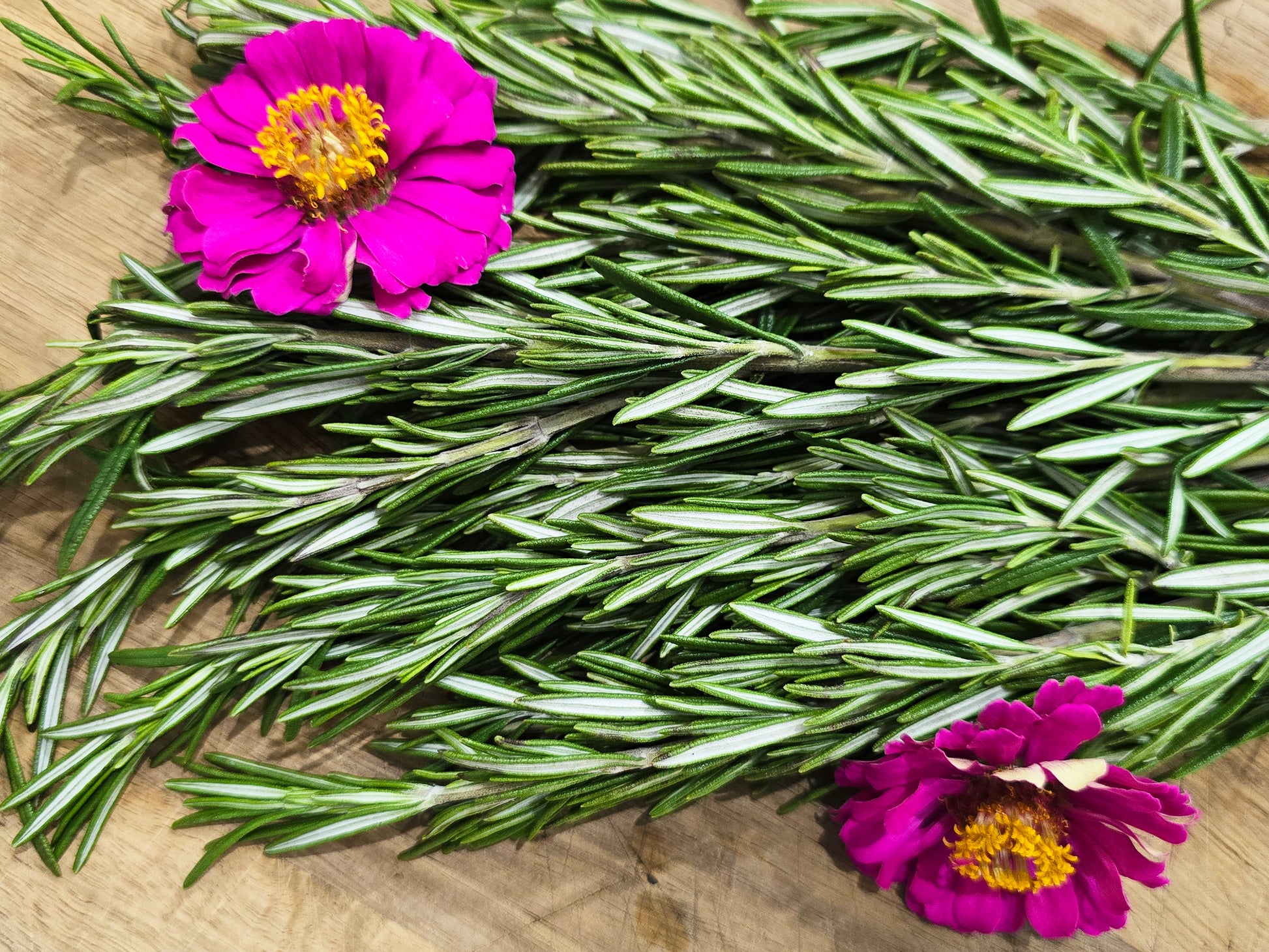 rosemary plant seeds Rosemary Herb Seeds