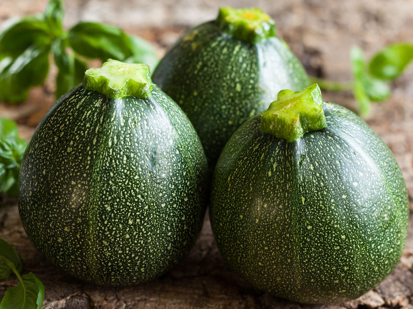 Round Zucchini Summer Squash Seeds