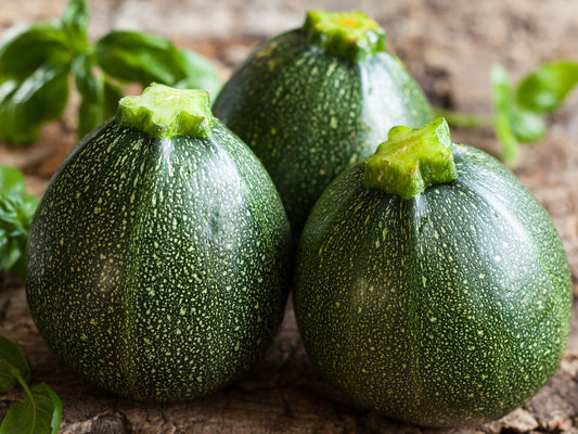 Round Zucchini Summer Squash Seeds