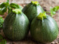 Round Zucchini Summer Squash Seeds