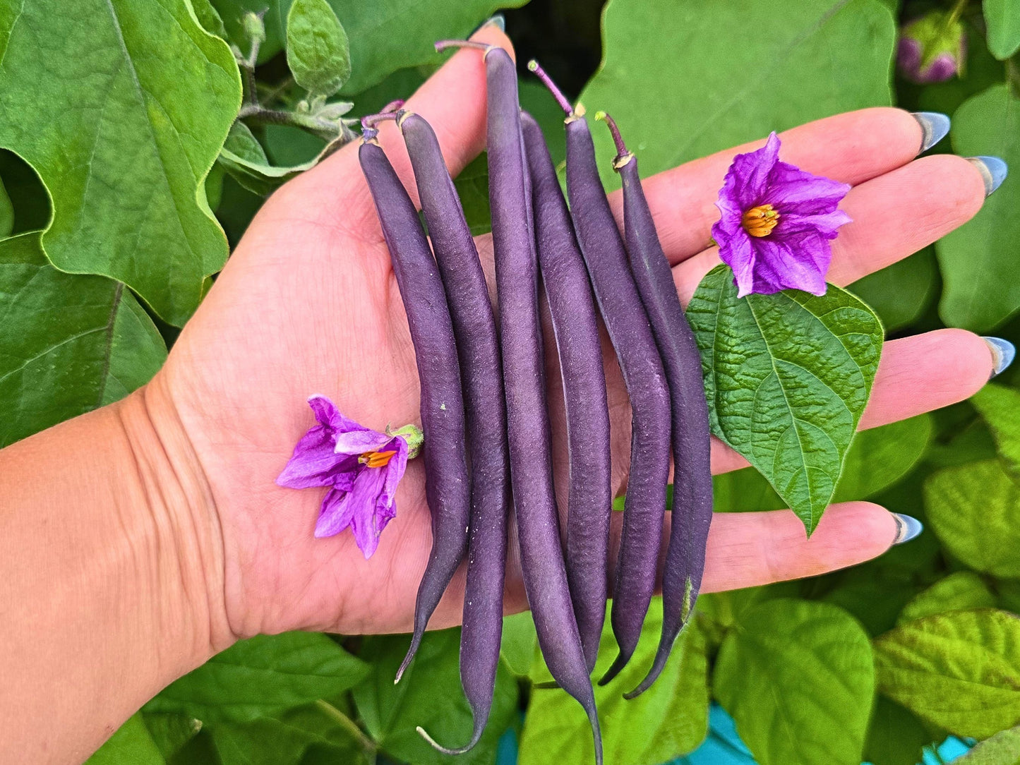 Royal Burgundy Bean Seeds