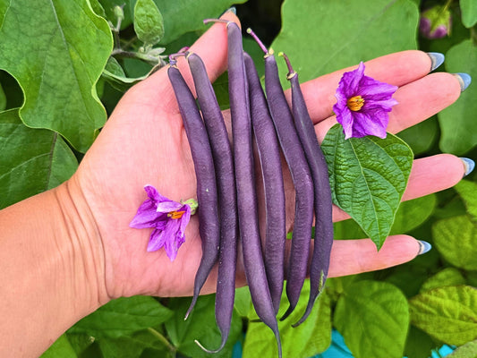 Royal Burgundy Bean Seeds