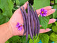 Royal Burgundy Bean Seeds