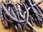 Royal Burgundy Bean Seeds