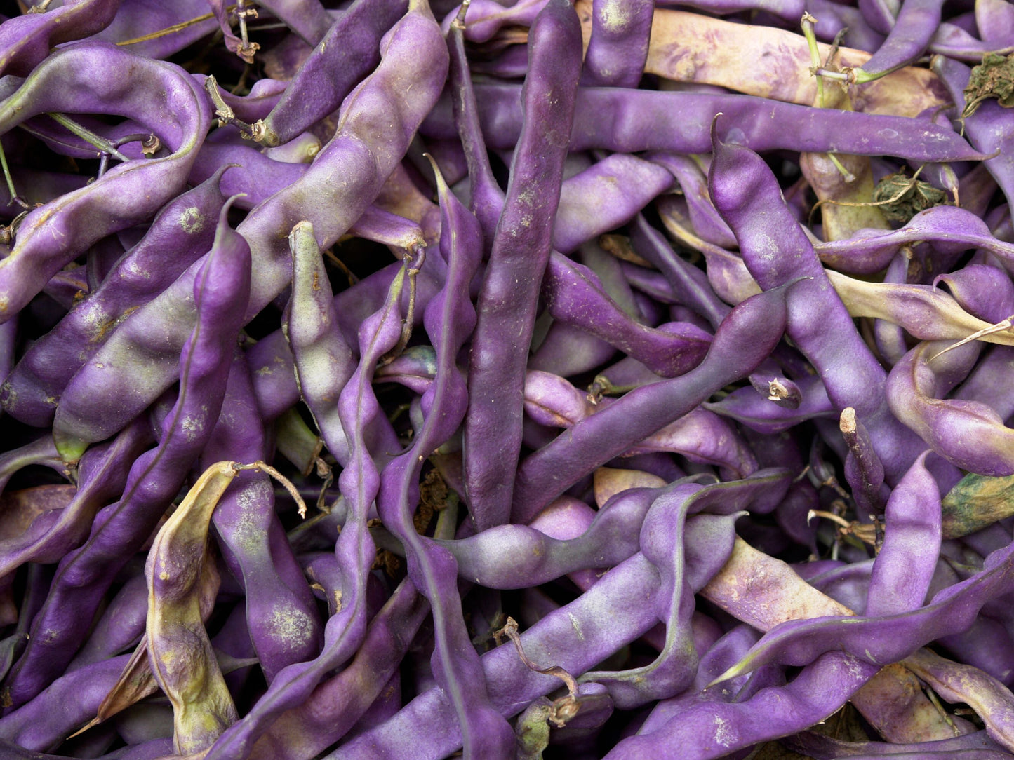 Royal Burgundy Bean Seeds