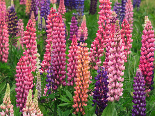 Russell Lupine Flower Seeds