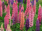 Russell Lupine Flower Seeds