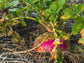 American Purple Top Rutabaga Seeds